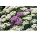 Šilokas (lot. Sedum spectabile) Stardust
