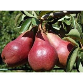 Kriaušė ( lot.Pyrus communis) Starkrimston