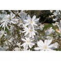 Magnolija žvaigždinė (lot. Magnolia stellata) Royal Star