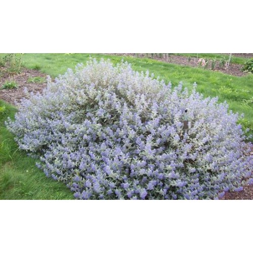 Sepenė ( lot.Caryopteris x clandonensis) Sterling SIlver