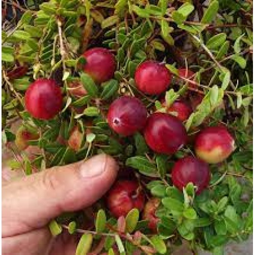 Spanguolė stambiauogė (Vaccinium macrocarpon) STEVENS