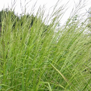 Ašuotė kibioi  ( lot. Stipa extremiorientalis)
