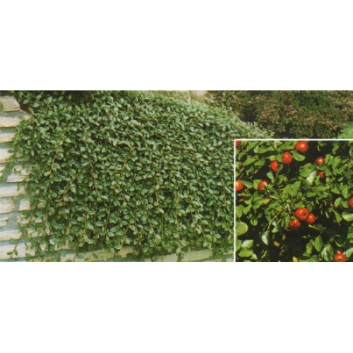 Kaulenis švedinis ( lot. Cotoneaster suecicus) Coral Beauty