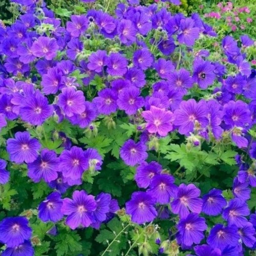 Snaputis (lot. Geranium  himalayense) Johnson's Blue