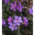 Snaputis  (lot. Geranium pratense)  Storm Cloud