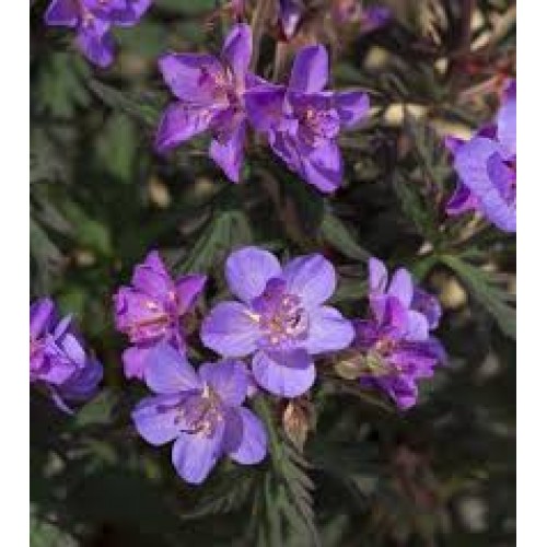 Snaputis  (lot. Geranium pratense)  Storm Cloud