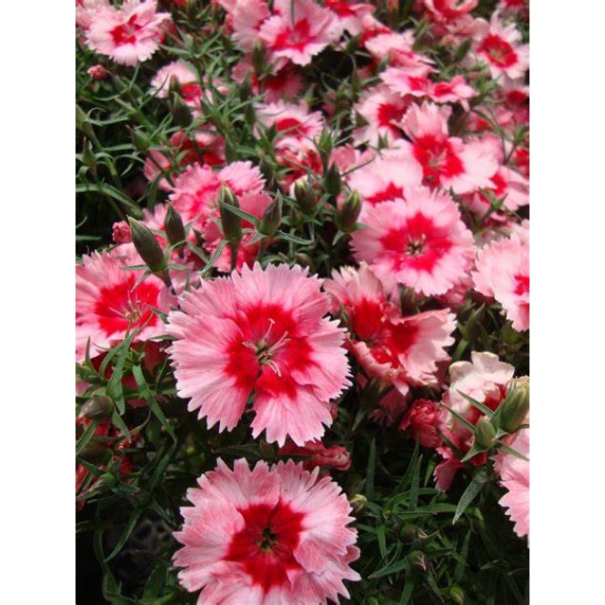 Gvazdikas ( lot. Dianthus) Strawberry Ice