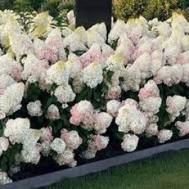 Hortenzija šluotelinė ( lot. Hydrangea paniculata) Living Strawberry blossom