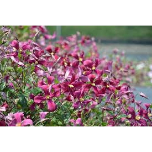 Raganė ( lot.Clematis) Strawberry Fields