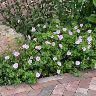 Snaputis (lot. Geranium sanguineum)  spp striatum