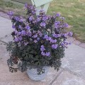 Snaputis  (lot. Geranium pratense)  Storm Cloud