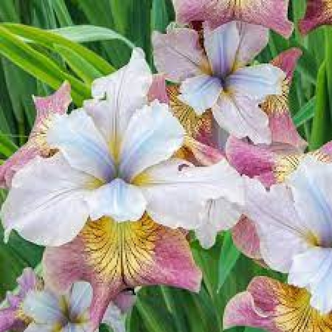 Vilkdalgis sibirinis  (lot. Iris sibirica ) Sugar Rush