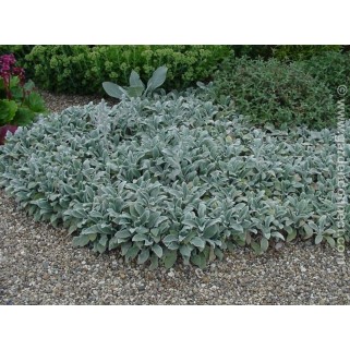 Notra vilnotoji ( lot. Stachys byzantina)  Silver Carpet