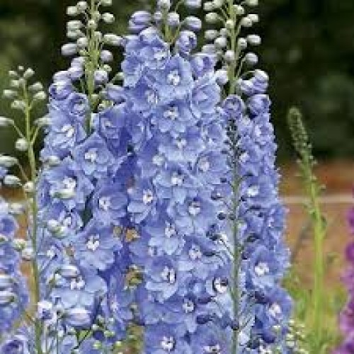 Pentinius  (lot. Delphinium elatum) Summer Skies