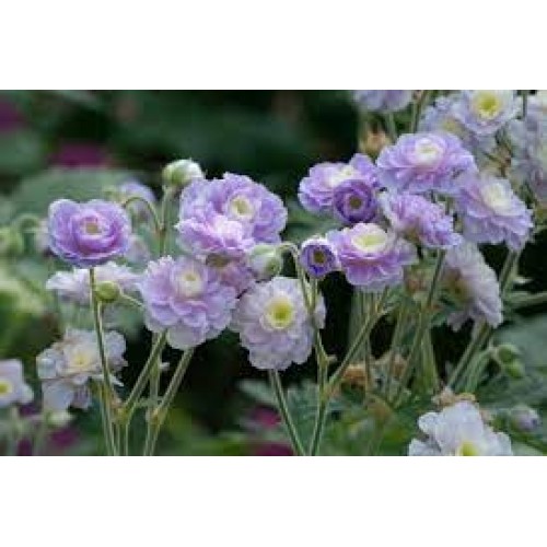 Snaputis (lot. Geranium pratense) Summer Skies
