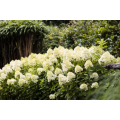 Hortenzija šluotelinė ( lot. Hydrangea paniculata) Living Summer Snow
