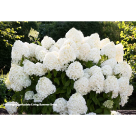 Hortenzija šluotelinė ( lot. Hydrangea paniculata) Living Summer Snow