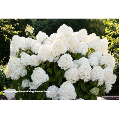 Hortenzija šluotelinė ( lot. Hydrangea paniculata) Living Summer Snow