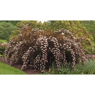 Pūslenis putinalapis ( lot.Physocarpus opulifolius ) Summer Wine 'Seward'
