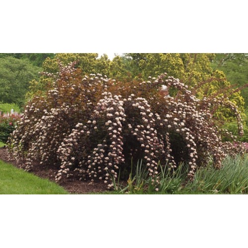 Pūslenis putinalapis ( lot.Physocarpus opulifolius ) Summer Wine 'Seward'