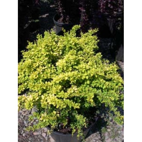 Raugerškis tunbergo ( lot. Berberis thunbergii) Sunsation