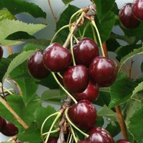 Trešnė ( lot.Prunus avium ) Sunburst