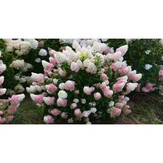 Hortenzija šluotelinė ( lot. Hydrangea paniculata) Sundae Fraise