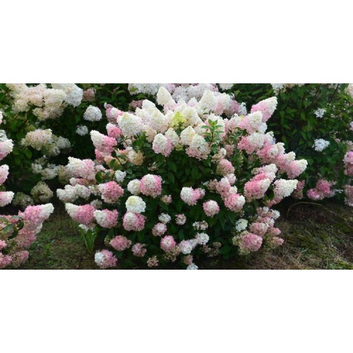 Hortenzija šluotelinė ( lot. Hydrangea paniculata) Sundae Fraise