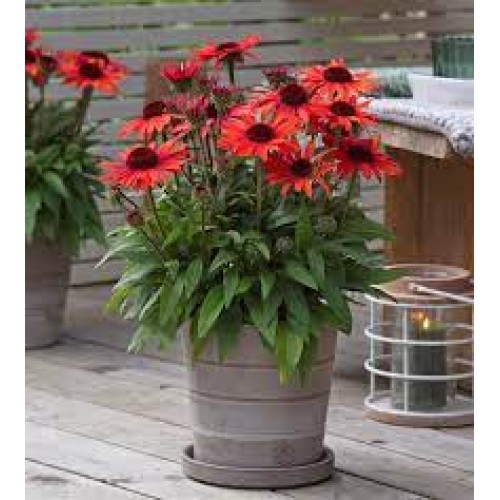 Ežiuolė  (lot.Echinacea purpurea) Sunmagic Vintage Orange