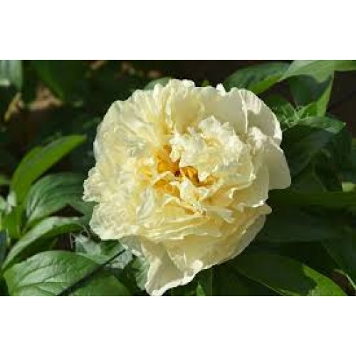 Bijūnas ( lot. peonia hybrida)  Sunny Girls , 2025 ruduo