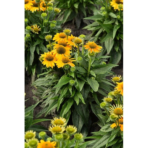Ežiuolė  (lot.Echinacea purpurea) Sunny Pearl