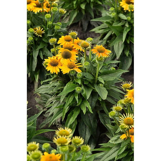 Ežiuolė  (lot.Echinacea purpurea) Sunny Pearl