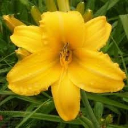 Viendienė  (lot.Hemerocallis )  Chicago Sunrise