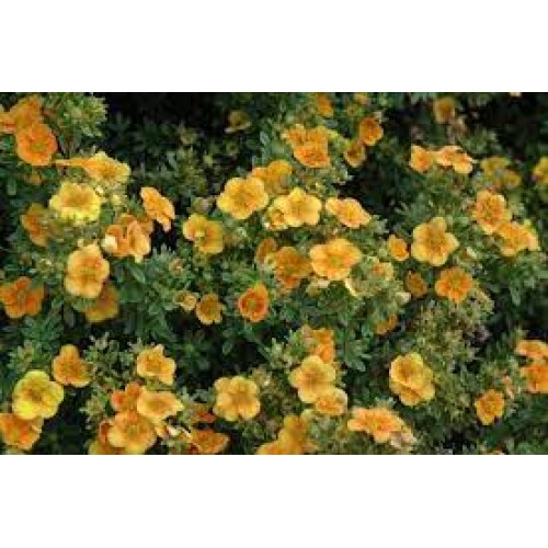 Sidabražolė krūminė ( lot. Potentilla fruticosa) Sunset