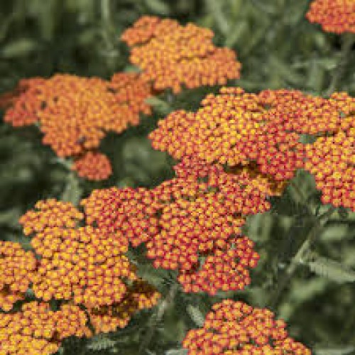 Kraujažolė paprastoji (lot. Achillea millefolium) Sassy Summer Sunset