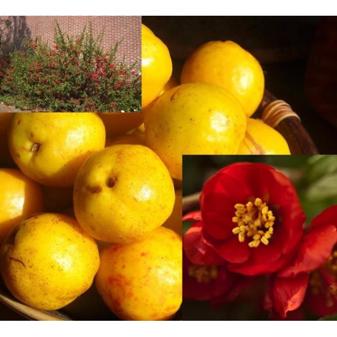 Svarainis puošnusis ( lot. Chaenomeles superba) Crimson and Gold 