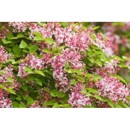 Alyva ( lot.Syringa microphylla) Superba