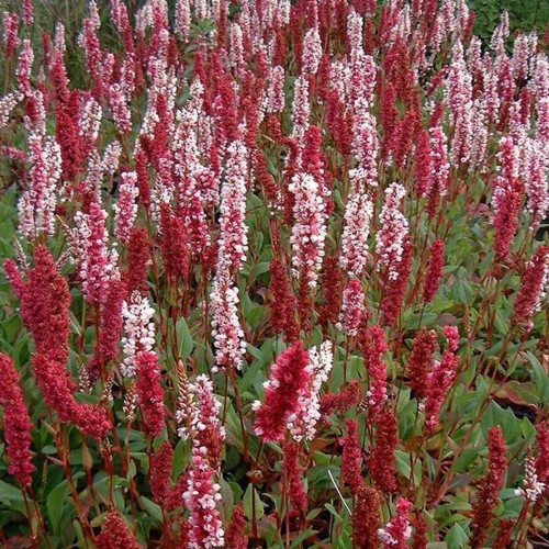 Rūgtis ( lot. Persicaria affinis) Superba