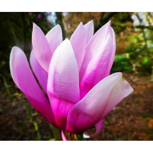 Magnolija (lot. Magnolia hybrida ) Susan