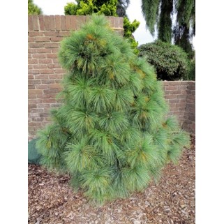 Pušis šverino ( lot. Pinus schwerinii) Wiethorst