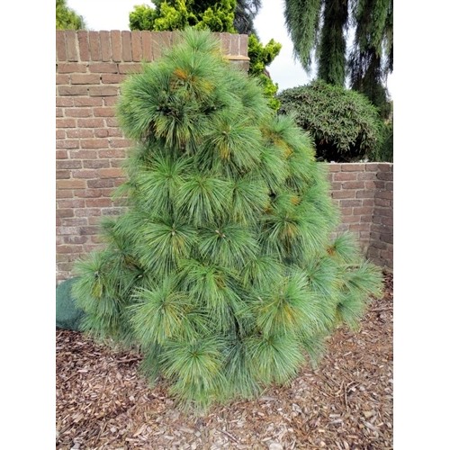 Pušis šverino ( lot. Pinus schwerinii) Wiethorst