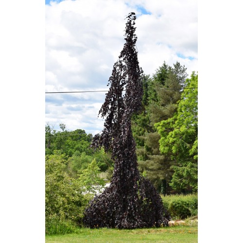 Bukas ( lot. Fagus sylvatica) Black Swan