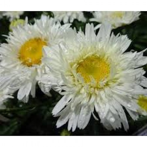 Baltagalvė (lot.Leucanthemum maximum) Sweet  Daisy Rebecca
