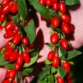 Dygliuotasis ožerškis-goji uogos (lot, Lycium barbarum) Sweet berry