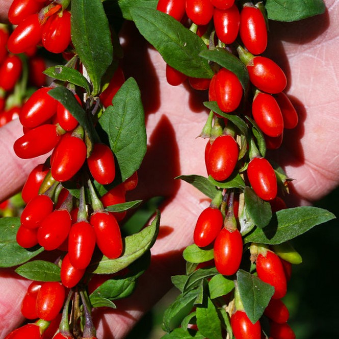 Dygliuotasis ožerškis-goji uogos (lot, Lycium barbarum) Sweet berry