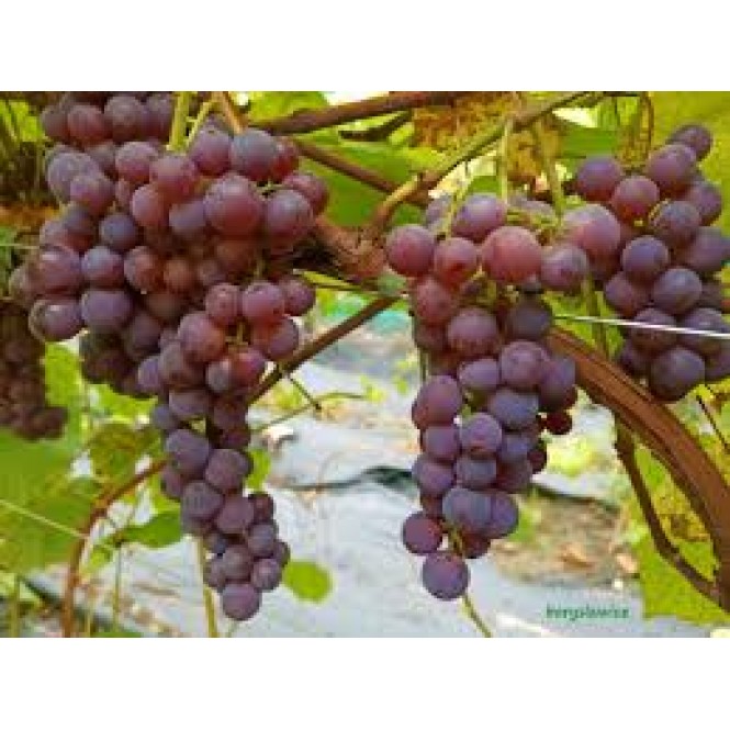 Vynuogė( lot. Vitis) Swenson Red