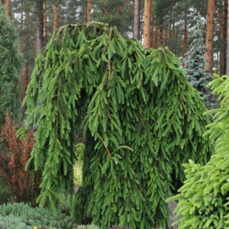 Eglė  ant koto( lot. Picea abies)  Inversa