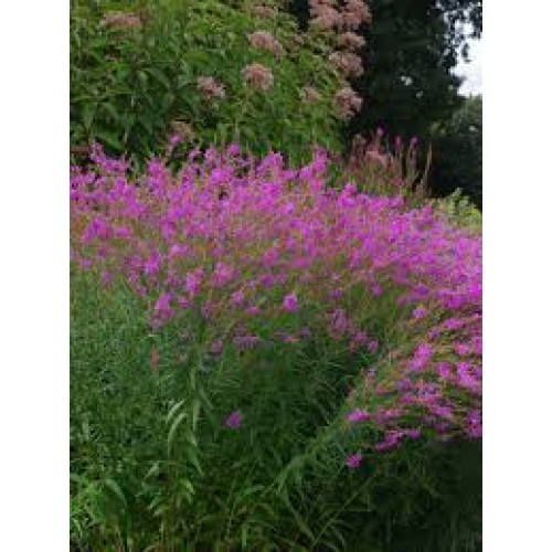 Raudoklė (lot. Lythrum virgatum) Lythrum