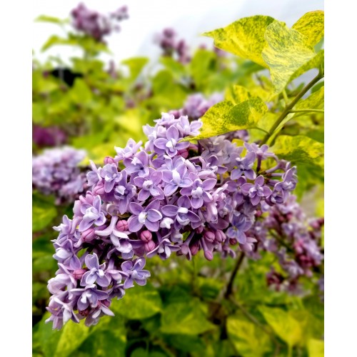 Alyva( lot.Syringa  vulgaris) Aucubaefolia 