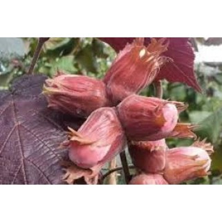 Lazdynas paprastasis ( lot. Corylus avellana)  Syrena